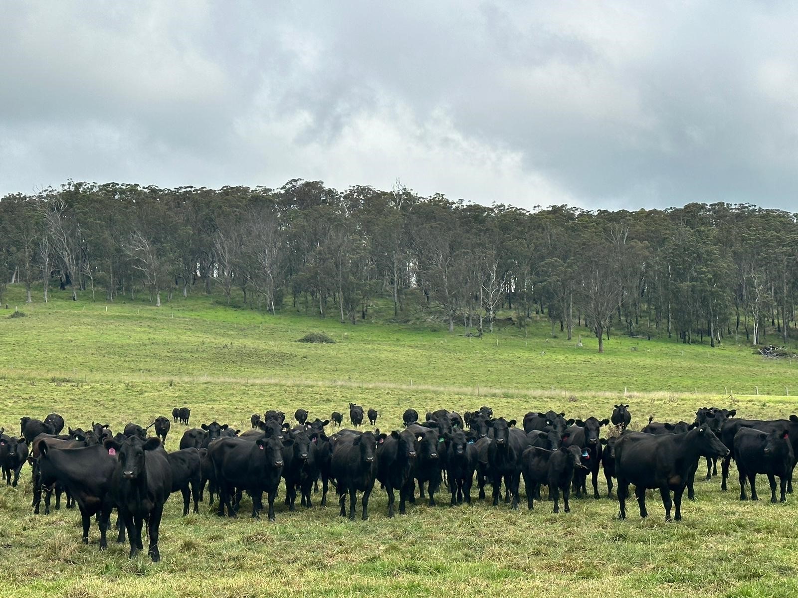 Group of cows in paddock