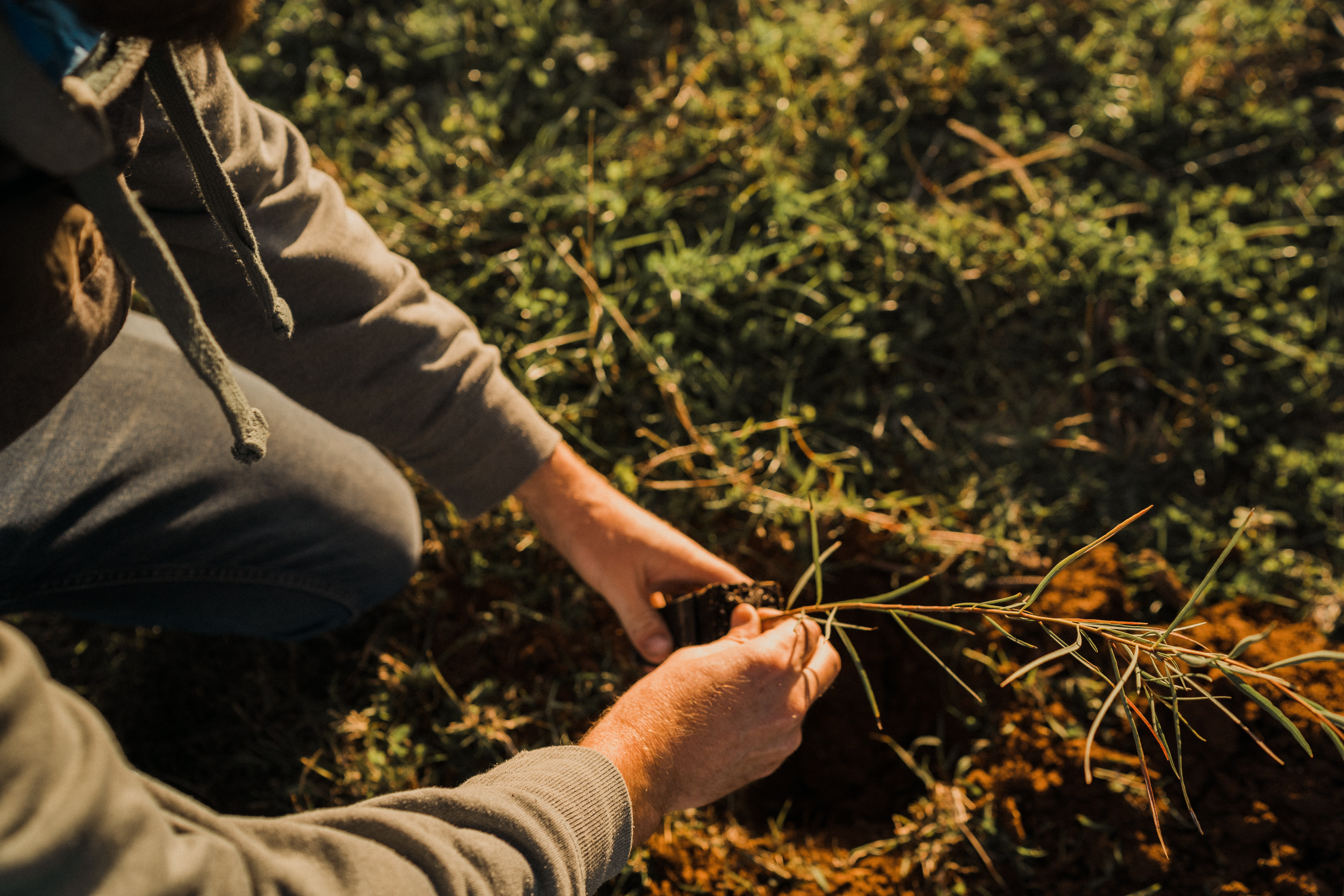 Person planting a small plant