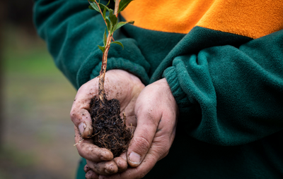 Hands holding small tree