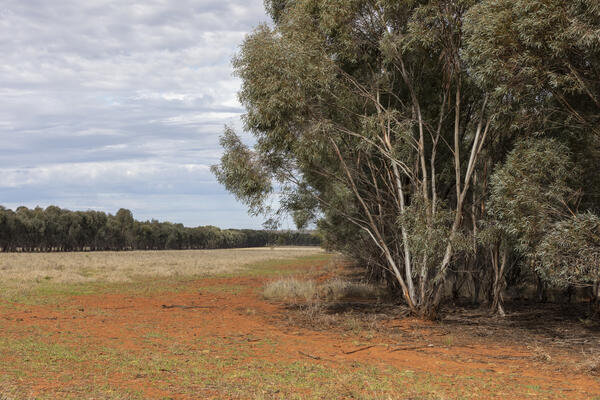 Tree on urban outback land