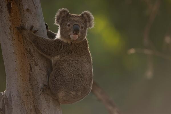 koala