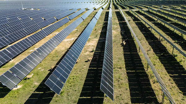 Solar panels and sheep on the New England Solar project