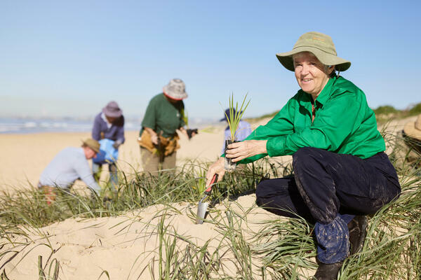 People conducting sand dune recovery